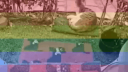 StreetCatWiki Discord Server Banner