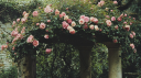 𝐸𝓋𝑒𝓇𝑔𝒶𝓇𝒹𝑒𝓃 Discord Server Banner
