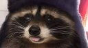 Racc Town Discord Server Banner