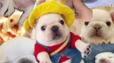 Pibble Hub Central #PHUB #PHC Discord Server Banner