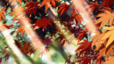 Heartless Discord Server Banner