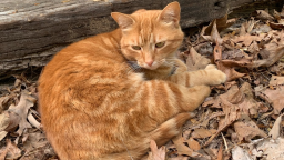 Catizon Discord Server Banner