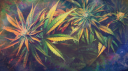 ZAZA 🍃 Discord Server Banner