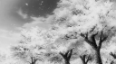 Angel's realm Discord Server Banner