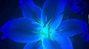 𝓑𝓵𝓾𝓮 𝓒𝓱𝓻𝓸𝓷𝓲𝓬𝓵𝓮𝓼 Discord Server Banner