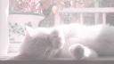🎀 Ask To Dm  ^⩊^⟆ Cutecats﹒Social﹒Active﹒Guild tags﹒Vc﹒Giveaways & Emotes﹒Ask2DM Discord Server Banner