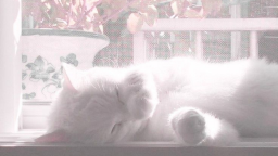 🎀 Ask To Dm ^⩊^⟆ Cutecats﹒Social﹒Active﹒Guild tags﹒Vc﹒Giveaways & Emotes﹒Ask2DM Discord Server Banner