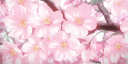✿   bℓossom   ໑ ˚﹒ Discord Server Banner