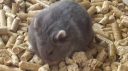 Aura Giveaways GAG/SAB Discord Server Banner