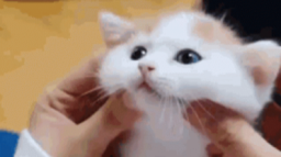 Vietnam ๐ป๐ณ Discord Server Banner