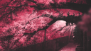 /mwahh ┆ tag┆dms Discord Server Banner