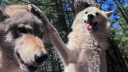 The Wolp Den Discord Server Banner