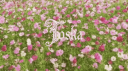 /toska Discord Server Banner