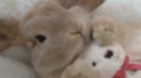 Tulip ᶻ 𝗓 𐰁 .ᐟ 逸兰 ⋆ 🌷 Discord Server Banner