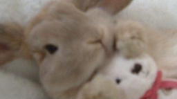 Tulip แถป ๐ ๐ฐ .แ ้ธๅ
ฐ โ ๐ท Discord Server Banner
