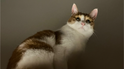 Gully’s Gatitos Discord Server Banner