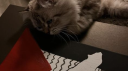 Oreo Empire Discord Server Banner