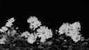 Oreo Empire Discord Server Banner