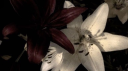patch🌸 𓂃  ₊˚໒꒱ Discord Server Banner