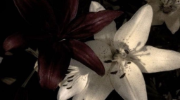 patch🌸 𓂃 ₊˚໒꒱ Discord Server Banner