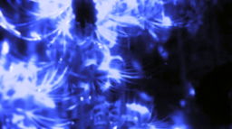 .✦ 𝐒𝐭𝐚𝐫𝐟𝐨𝐫𝐠𝐞𝐝 ✦ ݁˖ Discord Server Banner