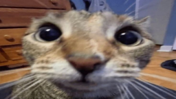 Type shi .แ Discord Server Banner