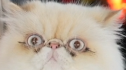 ๐
๐๐ฃ๐ฃ๐'๐จ ๐ฝ๐๐จ๐๐ข๐๐ฃ๐ฉ Discord Server Banner