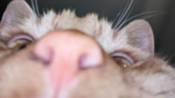 Swansea Gaming Society Discord Server Banner
