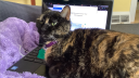 /r/ChromeOS Discord Server Banner