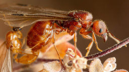 Ants & Ant-Keeping Discord Server Banner