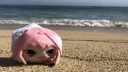 Anivasion Discord Server Banner