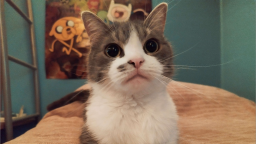 Vintage Discord Server Banner