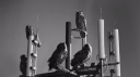 OVO Sound Discord Server Banner
