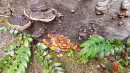 Fungus Amongus Discord Server Banner