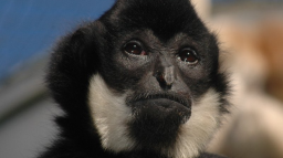 Cap's Supreme Superiority Discord Server Banner