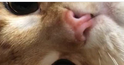 Frogger Nation Discord Server Banner