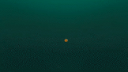 Animal Jam Community Discord Server Banner