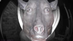 hannnahlovescows Discord Server Banner
