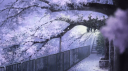 ｡ﾟ☆ Discord Server Banner