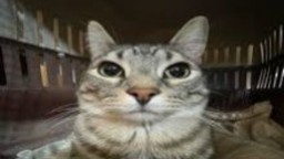 Nani Shack Discord Server Banner