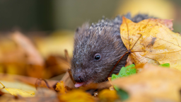 PC Games Hardware Discord Server Banner