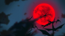 DonOboro Community Discord Server Banner