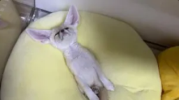 Recoil Group Discord Server Banner