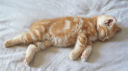 cats Discord Server Banner