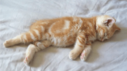 cats Discord Server Banner