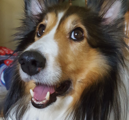 Good Ape Discord Server Banner