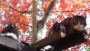 Cat Hut 🍂 Discord Server Banner
