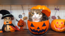 Cat Hut 🎃 Discord Server Banner