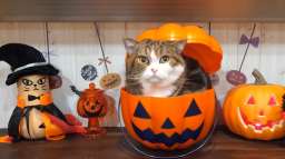 Cat Hut 🎃 Discord Server Banner