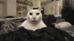kittens Discord Server Banner